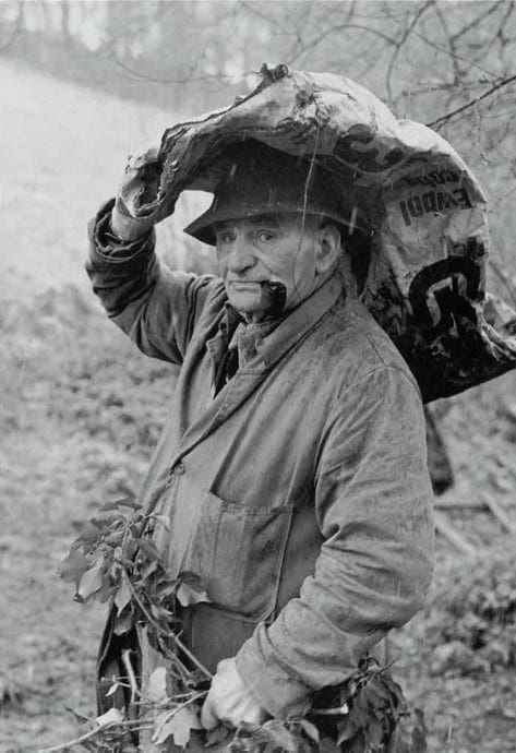 Archie Parkhouse with ivy for sheep, Milhams, Dolton, Devon, 1975 by James Ravilious © Beaford Arts