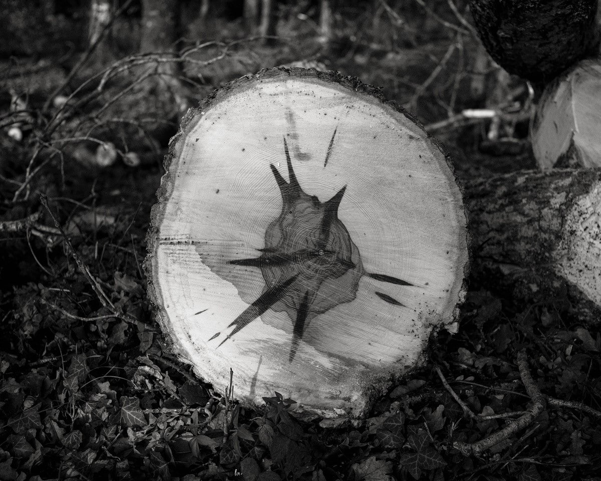 The core of a felled ash with dieback © Robert Darch