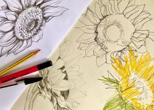 Sketches of a sunflower in pencil and pen