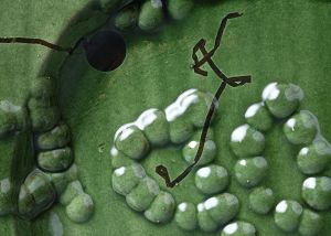 Close up of a green glazed platter by Florence Dwyer