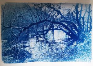 photo of tree over a river created with analogue technique