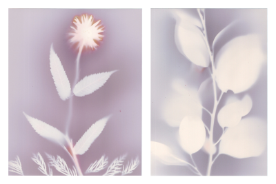 Lumen prints from the Pickwell Project